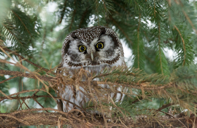 Обои картинки фото животные, совы, сова, хвоя, ветки, ель