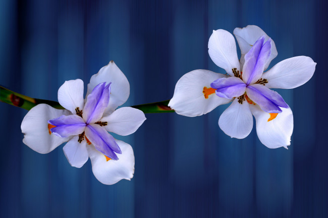 Обои картинки фото цветы, ирисы, пара