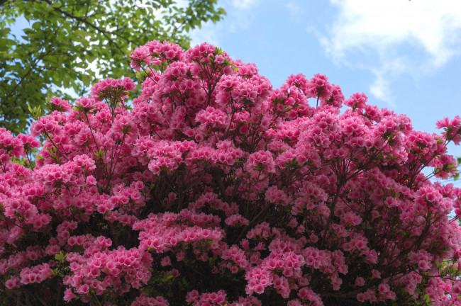 Обои картинки фото цветы, рододендроны , азалии, куст