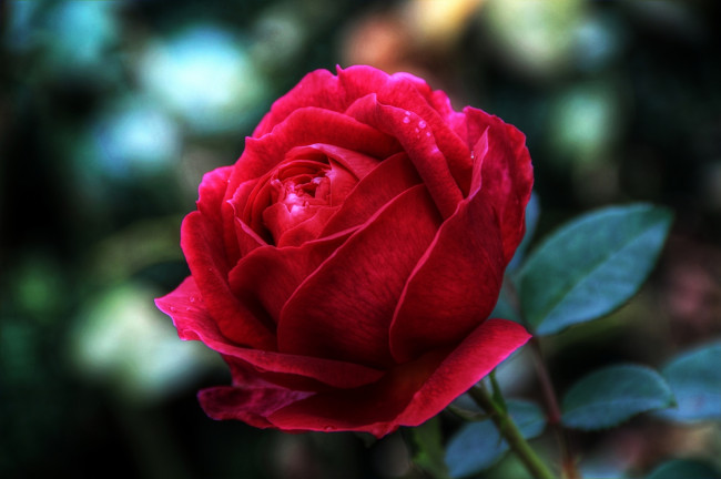 Обои картинки фото цветы, розы, красный