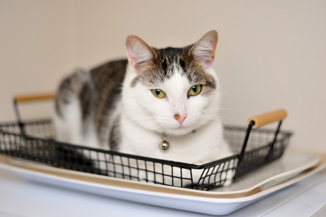 Обои картинки фото животные, коты, кот, кошка, взгляд