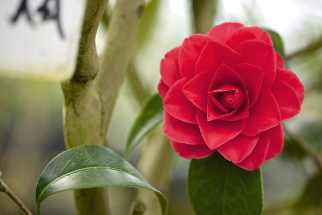 Обои картинки фото цветы, камелии, красный