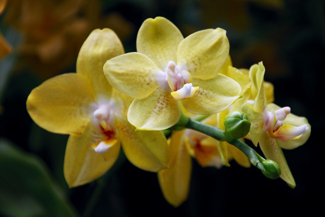 Обои картинки фото цветы, орхидеи, ветка