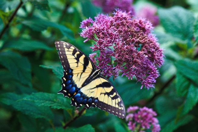 Обои картинки фото животные, бабочки, крылья