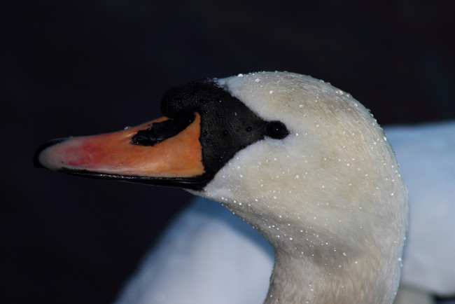 Обои картинки фото животные, лебеди, капли, голова, клюв, лебедь