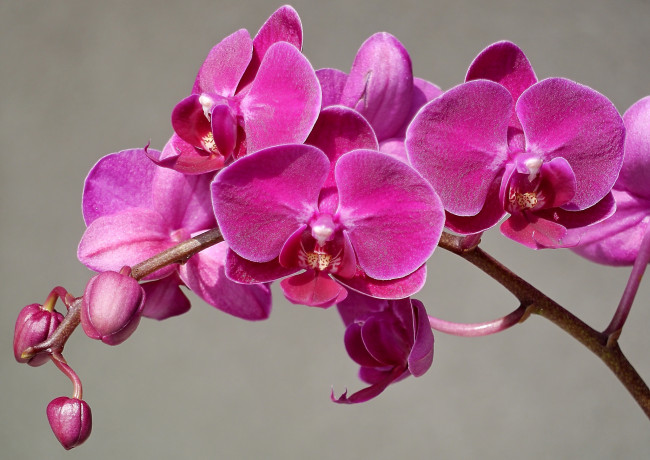 Обои картинки фото цветы, орхидеи, ветка