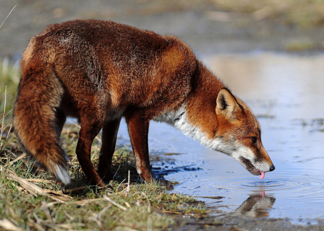 Обои картинки фото животные, лисы, водопой, река, лиса