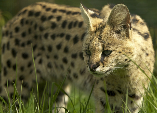 Обои картинки фото © ania jones, животные, сервалы, кустарниковая, кошка, сервал, морда