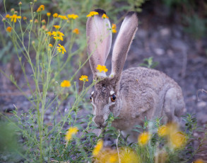 Картинка животные кролики +зайцы заяц