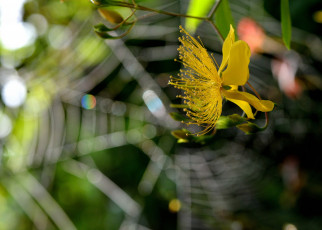 Картинка цветы луговые+ полевые +цветы паутина макро цветок