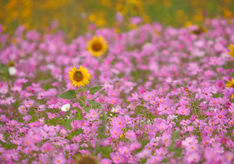 Картинка цветы разные+вместе космея розовые подсолнух