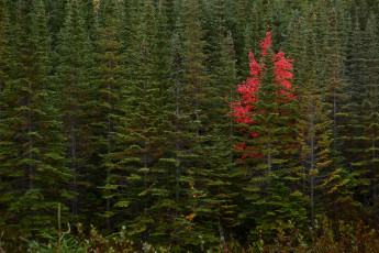 Картинка природа лес ели осень