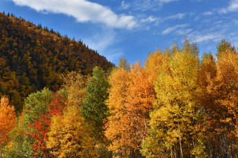 Картинка природа лес осень