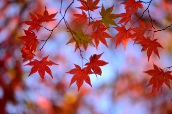 Картинка природа листья