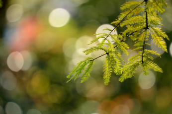 Картинка природа макро фон растение веточки