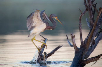 Картинка животные цапли +выпи цапля