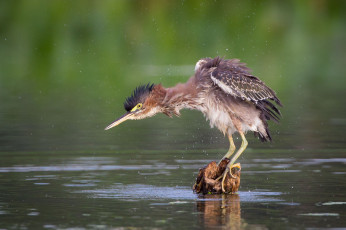 Картинка животные цапли +выпи озеро выпь