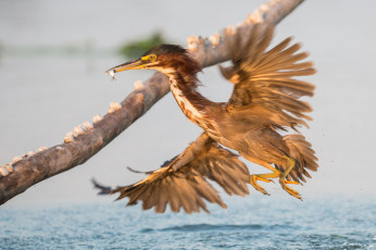 Картинка животные цапли +выпи озеро выпь