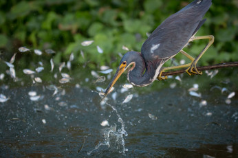 Картинка животные цапли +выпи рыбки выпь озеро