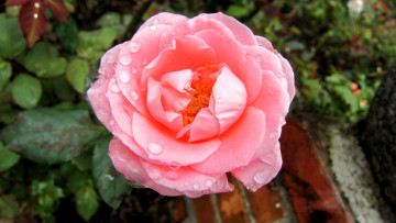 Картинка цветы розы капли розовый