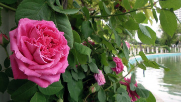 Картинка цветы розы розовый