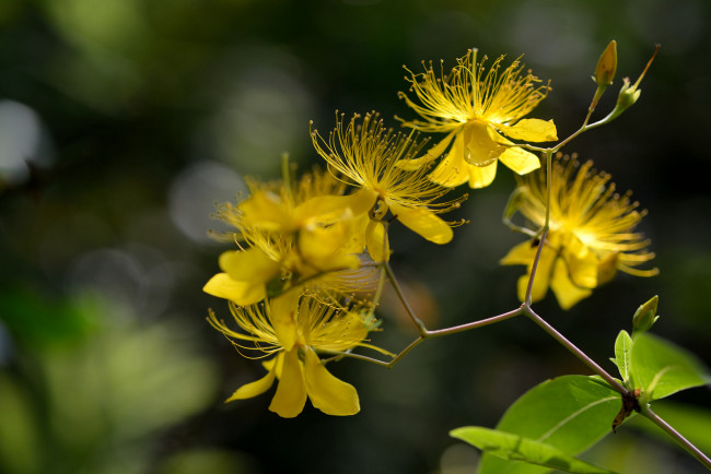 Обои картинки фото цветы, луговые , полевые,  цветы, зверобой