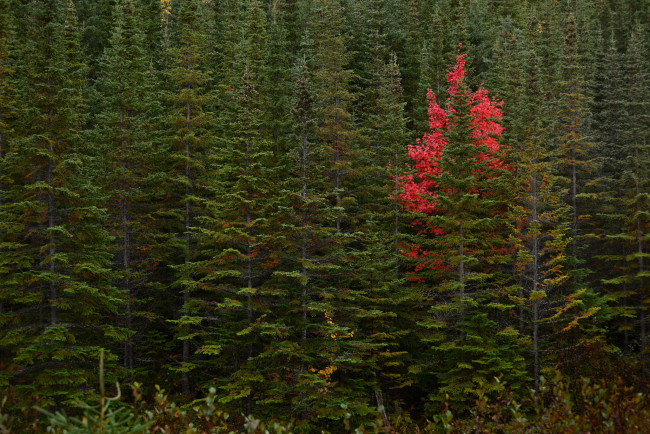 Обои картинки фото природа, лес, ели, осень