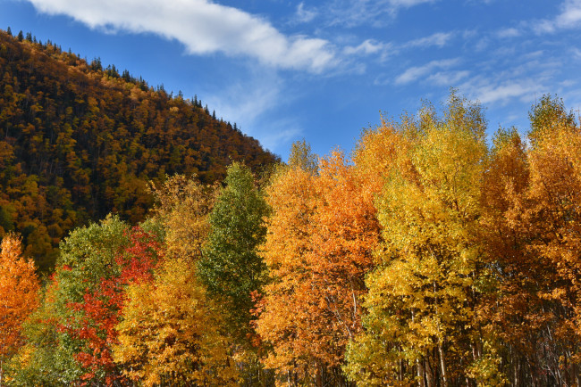 Обои картинки фото природа, лес, осень