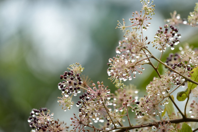 Обои картинки фото природа, макро, капли, растение