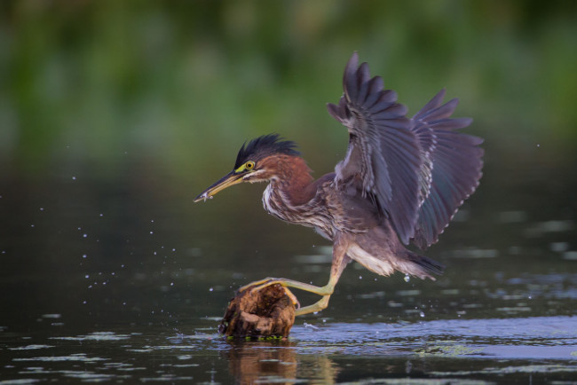 Обои картинки фото животные, цапли,  выпи, озеро, выпь