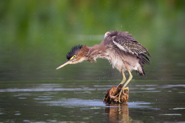 Обои картинки фото животные, цапли,  выпи, озеро, выпь