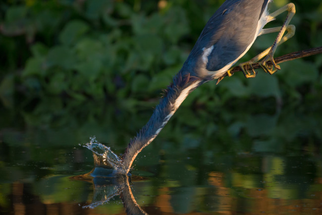 Обои картинки фото животные, цапли,  выпи, озеро, выпь