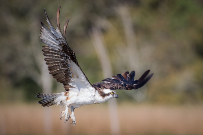 Обои картинки фото животные, птицы - хищники, птица, хищник, полёт, сокол