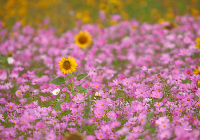 Обои картинки фото цветы, разные вместе, космея, розовые, подсолнух