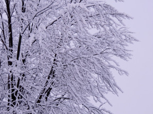 Картинка природа зима снег дерево