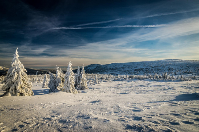 Обои картинки фото природа, зима, деревья, снег