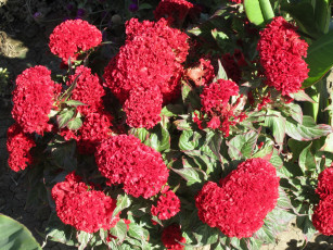 Картинка цветы красные