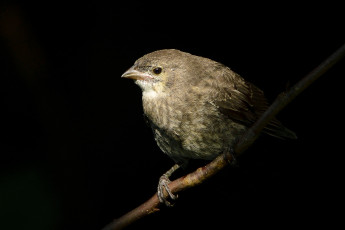 Картинка животные птицы птичка