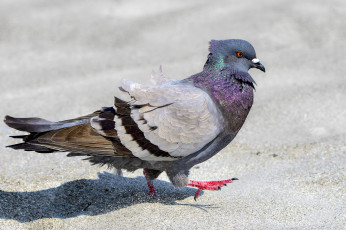 Картинка животные голуби птичка