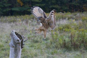 Картинка животные птицы+-+хищники птичка