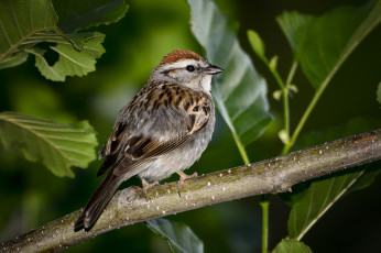 обоя животные, птицы, птичка