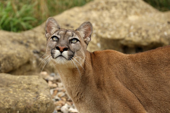 обоя животные, пумы, хищник, кошка, кугуар, внимание, смотрит, взгляд, морда, зоопарк