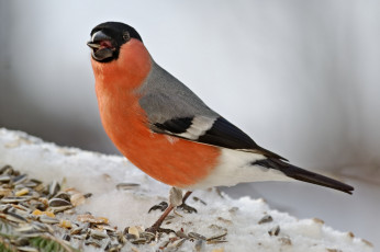 Картинка животные снегири птичка