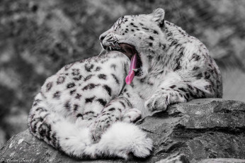 обоя животные, снежный барс , ирбис, пушистый, язык, клыки, пасть, зевает, мех, хищник, кошка, барс