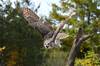 Картинка животные совы птичка