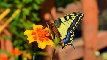 Картинка животные бабочки +мотыльки +моли цветок