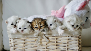 Картинка животные коты корзина