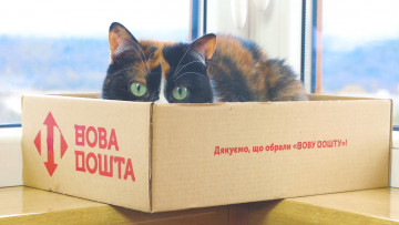 Картинка животные коты взгляд кошка