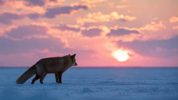Картинка животные лисы профиль