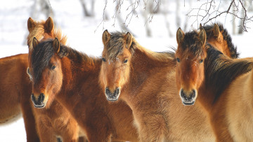 Картинка животные лошади взгляд